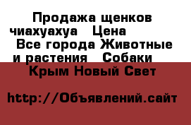 Продажа щенков чиахуахуа › Цена ­ 12 000 - Все города Животные и растения » Собаки   . Крым,Новый Свет